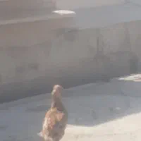 مرغ گلین خوش رنگ معاوضه هم فروش