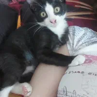 واگذاری|گربه|لاهیجان, پردسر|دیوار