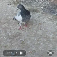 جوجه و جفتگاه رنگه وصید