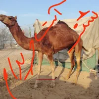 شترآپست ماهگی گوساله نرآمریکای خریدارم