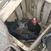 مرغ کپ یا کرچ