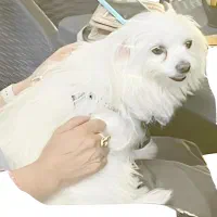 مژدگانی برای پیدا کردن سگ   نر سفید شیتزو