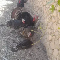 بوقلمون نرماده