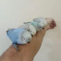 جوجه طوطی برزیلی رام کلکسیونی رنگ خاص