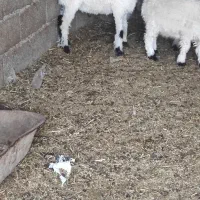 یک بره نر ارک سیستانی