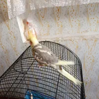 عروس هلندی جوجه 4ماه آماده یادگیری|پرنده|مرودشت, دولت آباد|دیوار