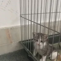 واگذاری گربه همراه با دو توله