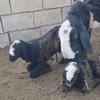 گوسفند ناب و اصیل شال ژن دار دوقلوزا