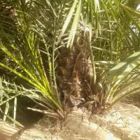 نخل برحی موجود است|خدمات باغبانی و درختکاری|رامشیر, |دیوار