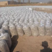 چغندر وتفاله چغندر وسیب وذرت|عمده‌فروشی|تکاب, |دیوار