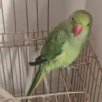 طوطی منلگو‌