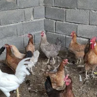 مرغ و خروس|حیوانات مزرعه|بهبهان, |دیوار