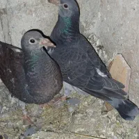 کبوتر دوبر وطوقی کمری|پرنده|اردبیل, |دیوار