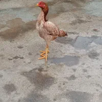 مرغ لاری اصیل افغان معاوضه با  مرغ گیلین