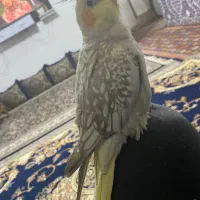 عروس هلندی