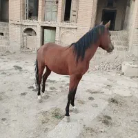 مادیان عرب دوساله