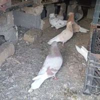 فروش چند جفت کبوتر زرد و سرور...|پرنده|اشنویه, |دیوار