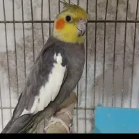 عروس هلندی صحبتی