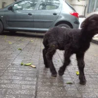 بره نر و ماده قزل افشار ( گوسفند)|حیوانات مزرعه|گرگان, |دیوار