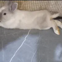 واگذاری خرگوشام ب سرپرست مهربان و متعهد و دلسوز