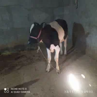 گوساله تر نژاد  دار