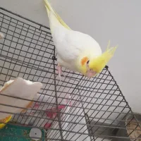 جوجه عروس هلندی۲ماهه شاهتخم