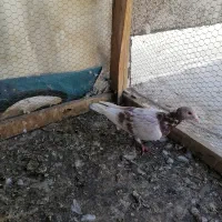 کبوتر المانی