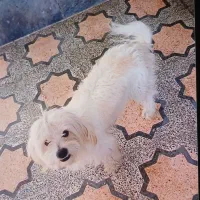 قیمت ۱۰تومن کمتر خواستی میدم|سگ|قزوین, |دیوار