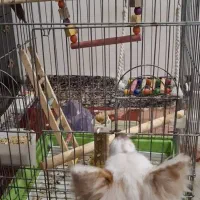 عروس هلندی لوتینو ماده مولد|پرنده|نورآباد, |دیوار