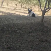 سگ گله ی خوب آدمی  حیوانی