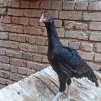 سلام دوستان دوتا ماده مرغ فروشی|حیوانات مزرعه|ایرانشهر, |دیوار