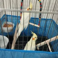 عروس هلندی|پرنده|هشتگرد, فاز ۳ مهستان|دیوار