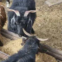 ۳ عدد بز آبستن دونه ۸ تومان|حیوانات مزرعه|نیمروز, |دیوار