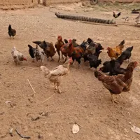 مرغ وخروس|حیوانات مزرعه|تهران, افسریه|دیوار