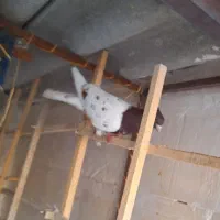 کفتر کبوتر|پرنده|مشهد, یاس|دیوار