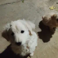 دو عدد توله سگ شیتوز|سگ|سبزوار, شرق کال میانی|دیوار