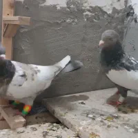 کفتر جفتگاه سینه هفت رنگ و ساده کاکلی شقه پرشی|پرنده|مشهد, خواجه ربیع|دیوار