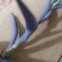 قلمه ی گل از 15 تومن|گل و گیاه طبیعی|سبزوار, ولیعصر (نجار آباد)|دیوار