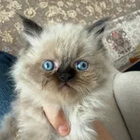 میکس پرشین اسکلتیش