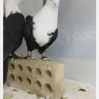 کربلایی ماده|پرنده|بجنورد, |دیوار