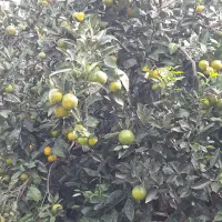 فروش نارنگی  انشو سر درختی  بصورت کلی|عمده‌فروشی|بابلسر, |دیوار