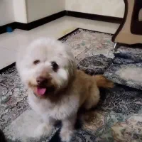 سگ‌ پاکوتاه|سگ|مشهد, سرافرازان|دیوار