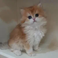 گربه های اصیل و خالص و شجره دار|گربه|شیراز, عفیف‌آباد|دیوار