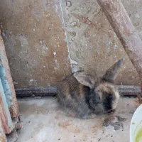 خرگوش لوپ|موش و خرگوش|بندرعباس, |دیوار