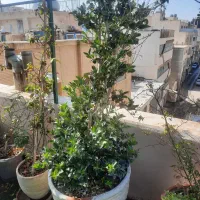 فروش ۷ عدد درخت یاس هلندی ۶ ساله با گلدان سفالی|گل و گیاه طبیعی|اصفهان, باغ زرشک|دیوار