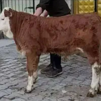 سیمنتال و هلشتاین