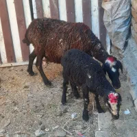 میش بره