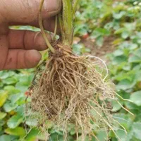 نشا توت فرنگی|خدمات باغبانی و درختکاری|رودسر, |دیوار