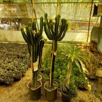 افوربیا کاکتوس ۱۸۶  سانتی متری