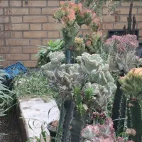 اجاره گلخانه و فروش یکجای گیاهان|اجارهٔ دفتر صنعتی، کشاورزی، تجاری|کرج, نوروزآباد|دیوار